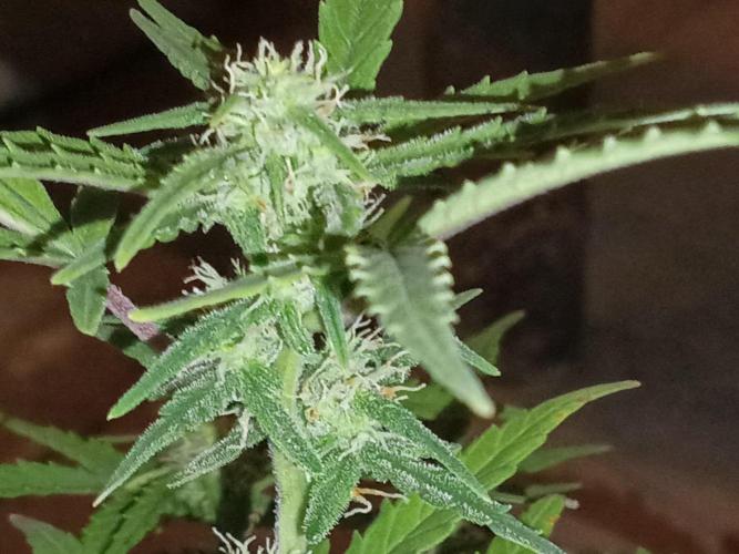 First grow(Blueberry auto). Week 9
