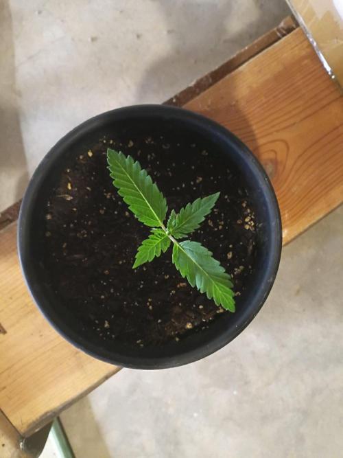 Mosi exotics. Week 2