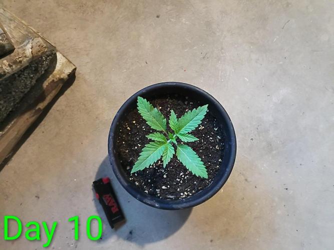 Mosi exotics. Week 2
