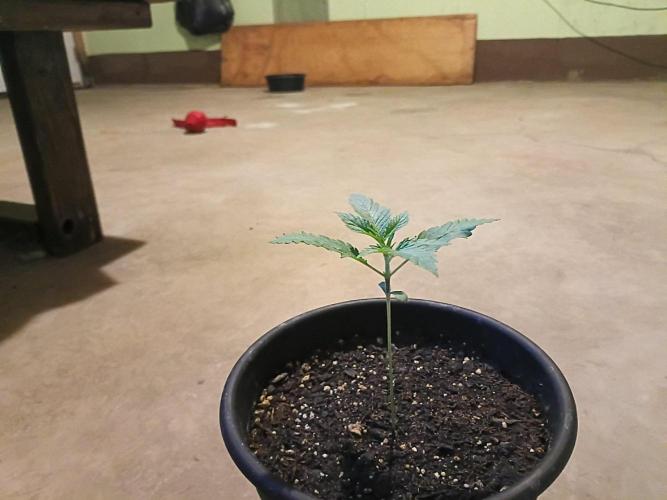 Mosi exotics. Week 2