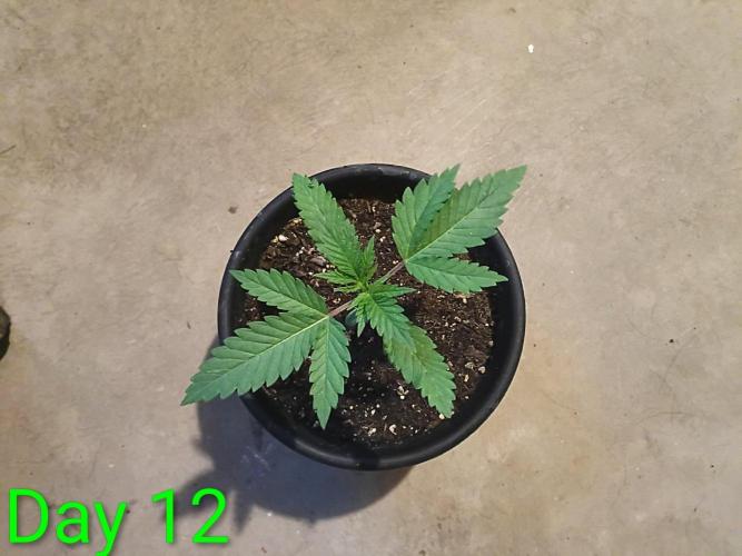 Mosi exotics. Week 2