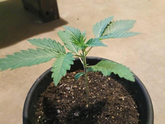 Mosi exotics. Week 2