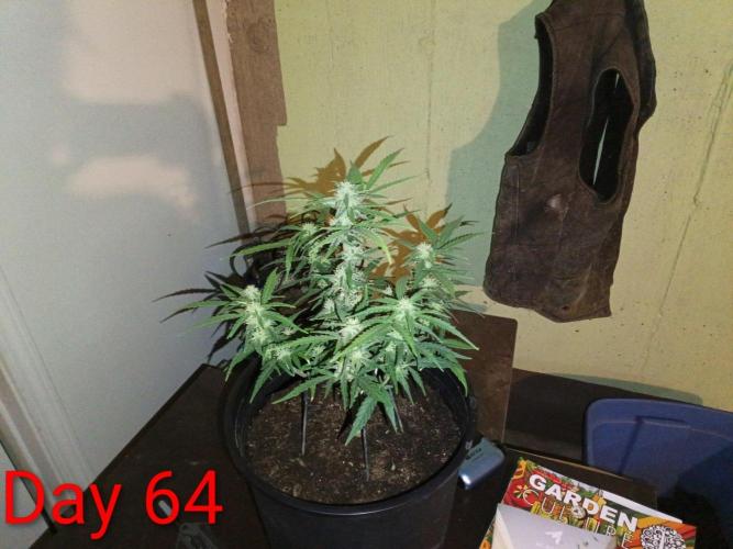 First grow(Blueberry auto). Week 10