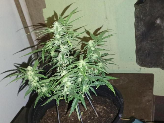 First grow(Blueberry auto). Week 10
