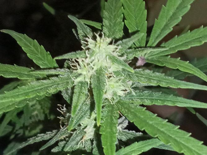 First grow(Blueberry auto). Week 10