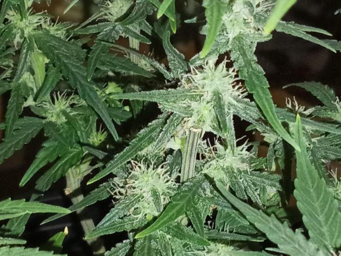 First grow(Blueberry auto). Week 10