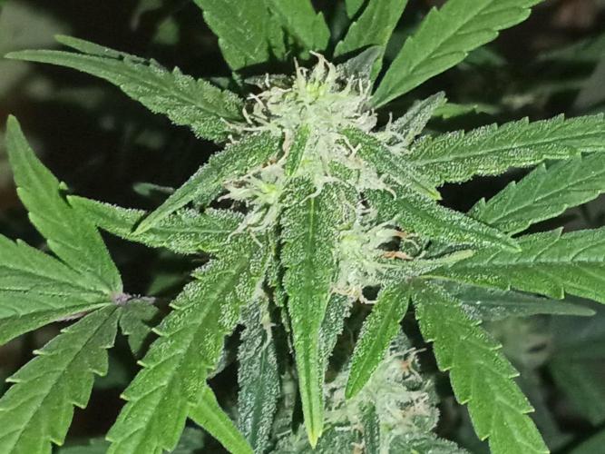 First grow(Blueberry auto). Week 10