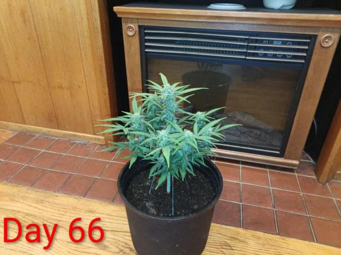 First grow(Blueberry auto). Week 10