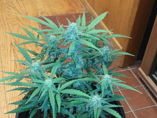 First grow(Blueberry auto). Week 10