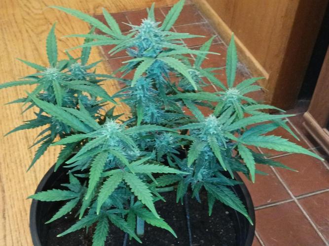 First grow(Blueberry auto). Week 10