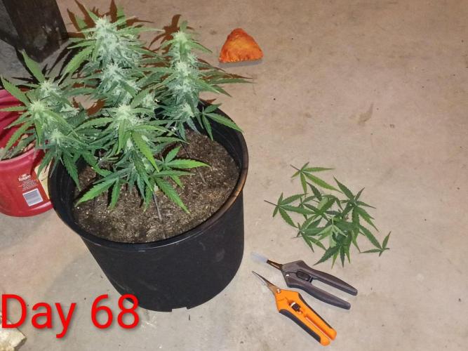First grow(Blueberry auto). Week 10