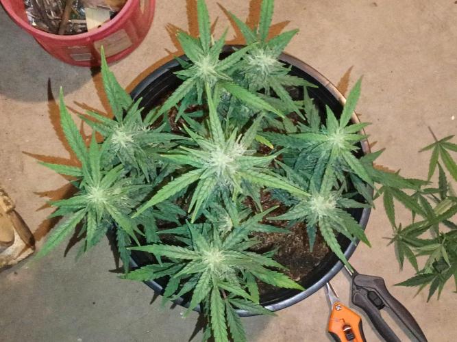 First grow(Blueberry auto). Week 10