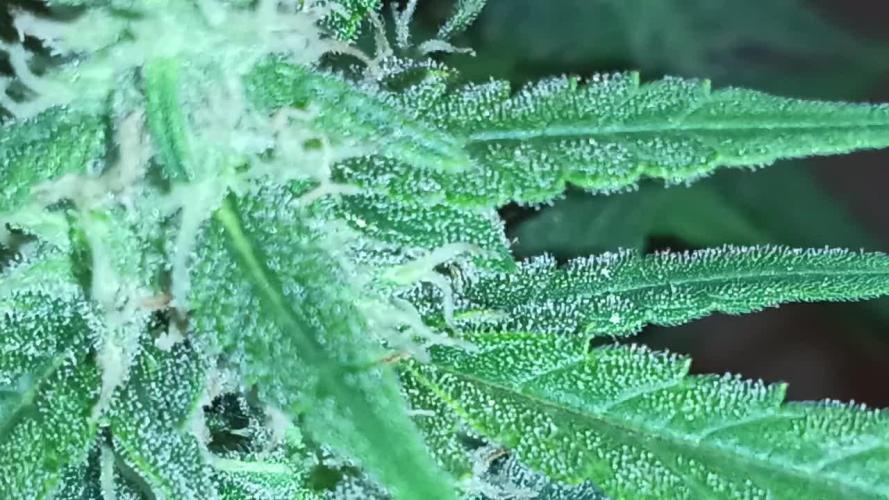 First grow(Blueberry auto)