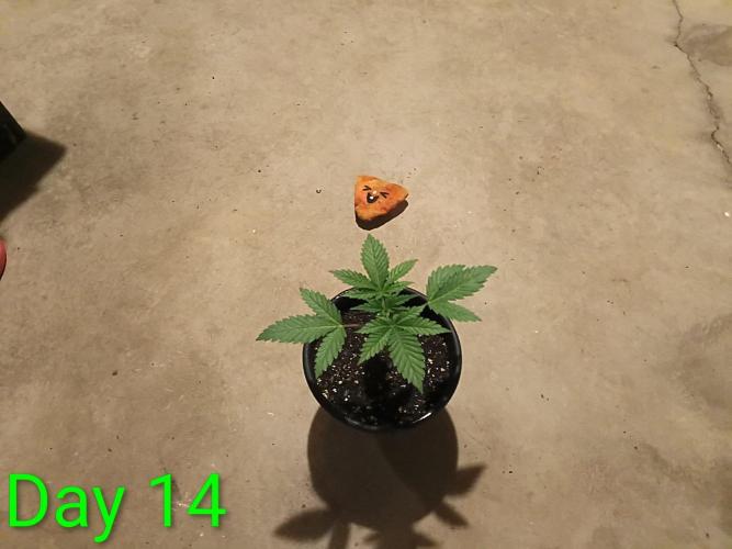 Mosi exotics. Week 3