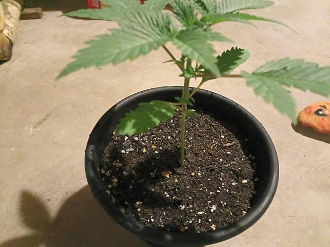 Mosi exotics. Week 3