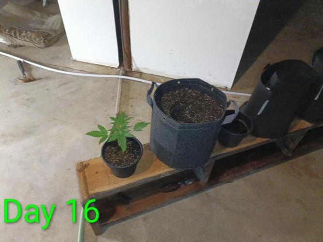 Mosi exotics. Week 3 - Root mass was the best I've had by far!