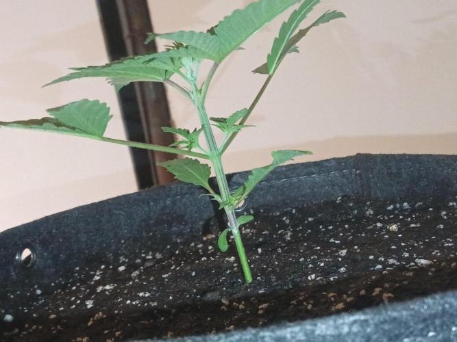 Mosi exotics. Week 3