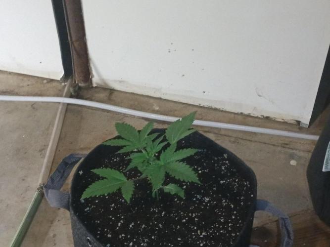 Mosi exotics. Week 3
