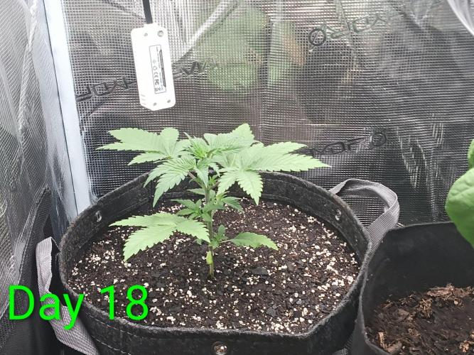 Mosi exotics. Week 3