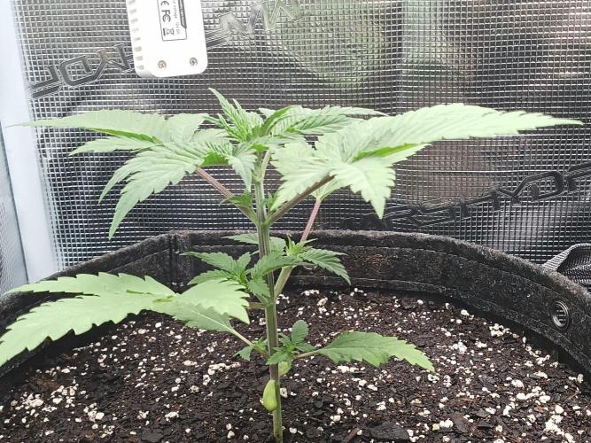 Sunberry Gelato . Week 3