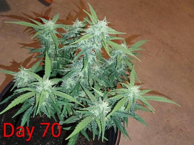 First grow(Blueberry auto). Week 11