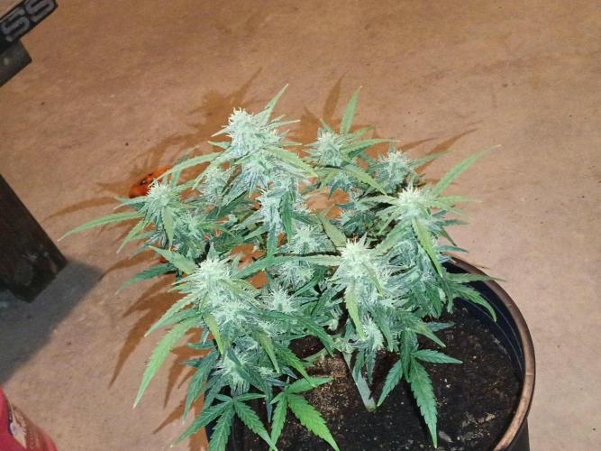 First grow(Blueberry auto). Week 11