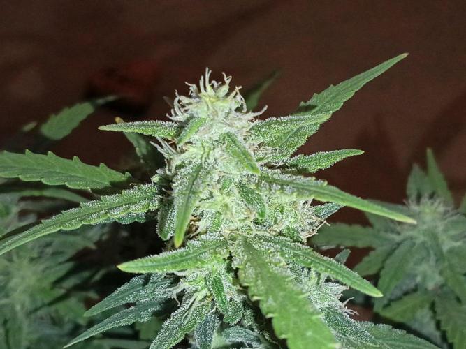 First grow(Blueberry auto). Week 11