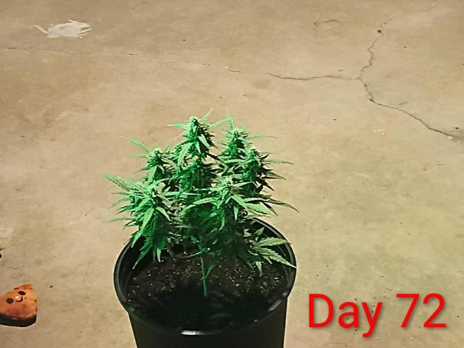 First grow(Blueberry auto). Week 11