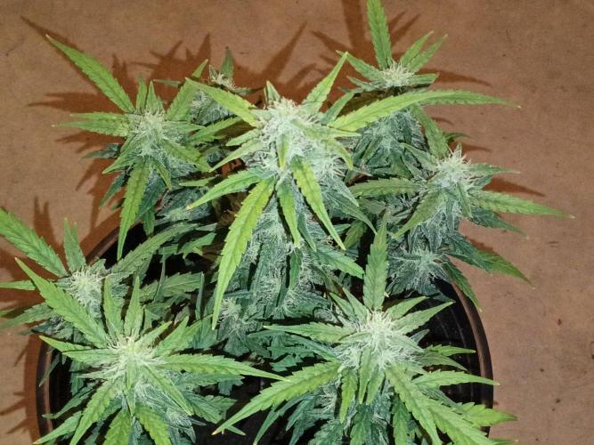 First grow(Blueberry auto). Week 11