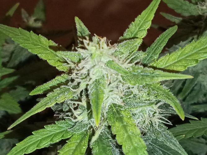 First grow(Blueberry auto). Week 11