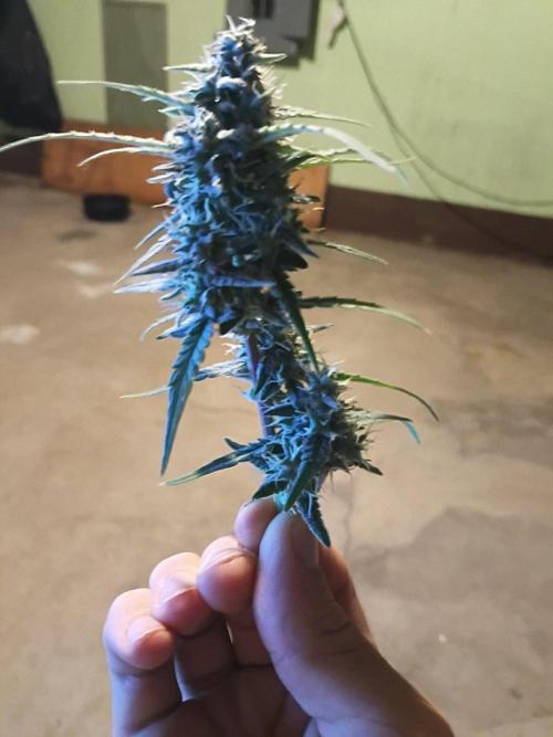 First grow(Blueberry auto). Week 11