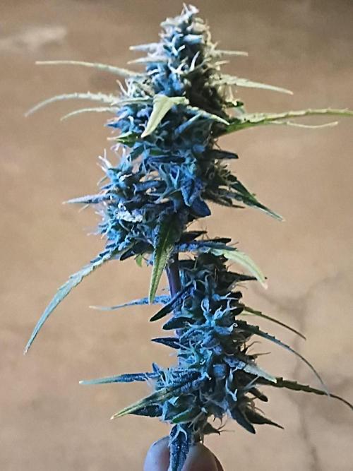 First grow(Blueberry auto). Week 11