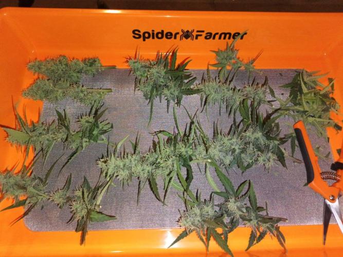 First grow(Blueberry auto). Week 11