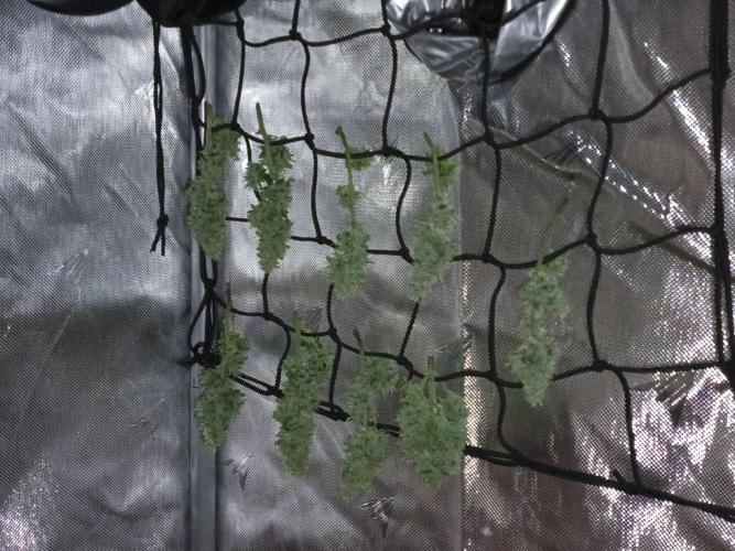 First grow(Blueberry auto). Week 11