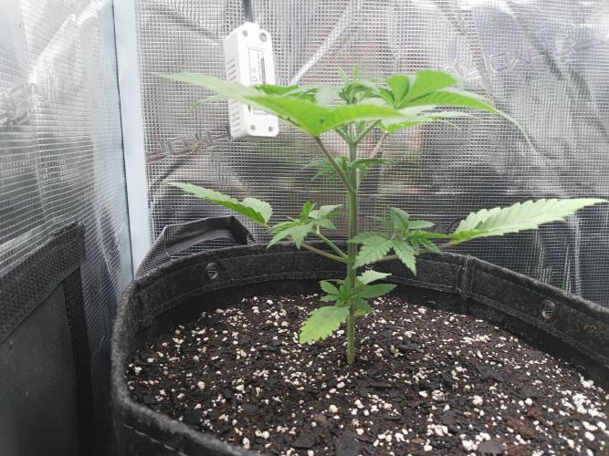 Mosi exotics. Week 4