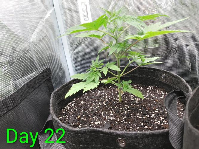 Mosi exotics. Week 4