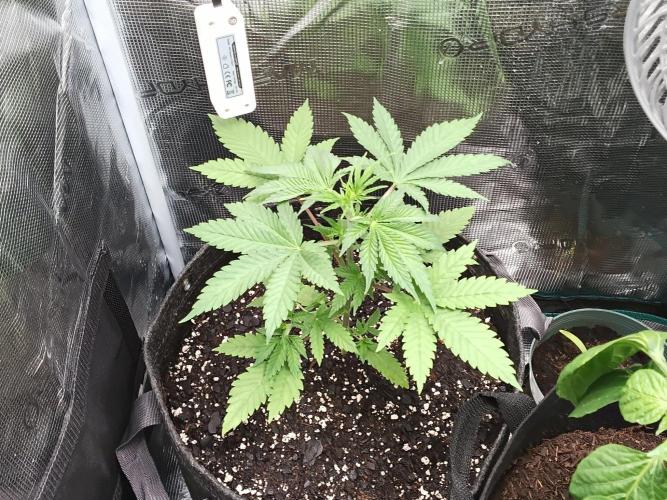 Mosi exotics. Week 4