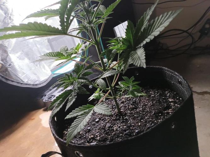 Mosi exotics. Week 4