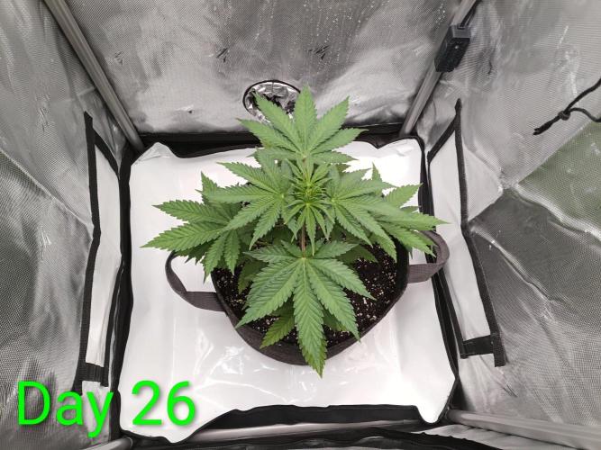 Mosi exotics. Week 4