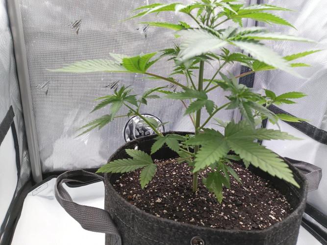Mosi exotics. Week 4
