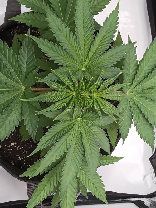 Sunberry Gelato . Week 4
