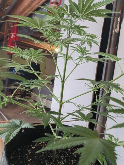 Mosi exotics. Week 6