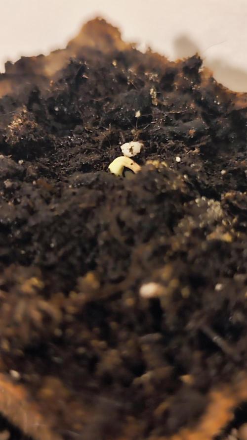 Sweet Seeds PJXL - last seed. Week 0