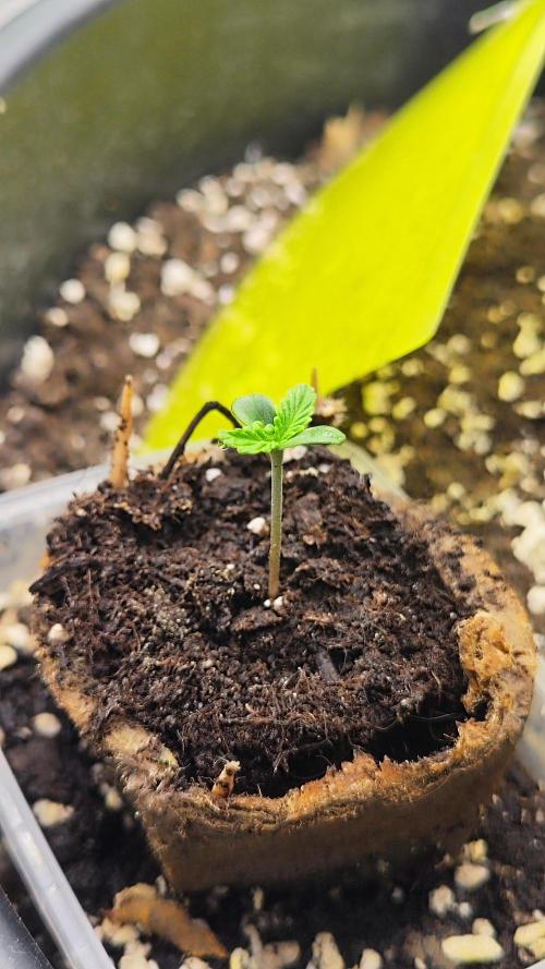 Sweet Seeds PJXL - last seed. Week 1 - Some days later