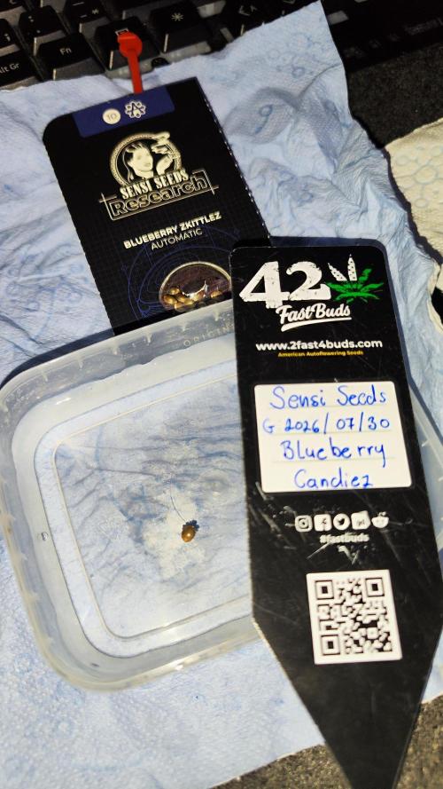 Sensi Seeds Blueberry Candiez. Week 0 - 2026/07/30