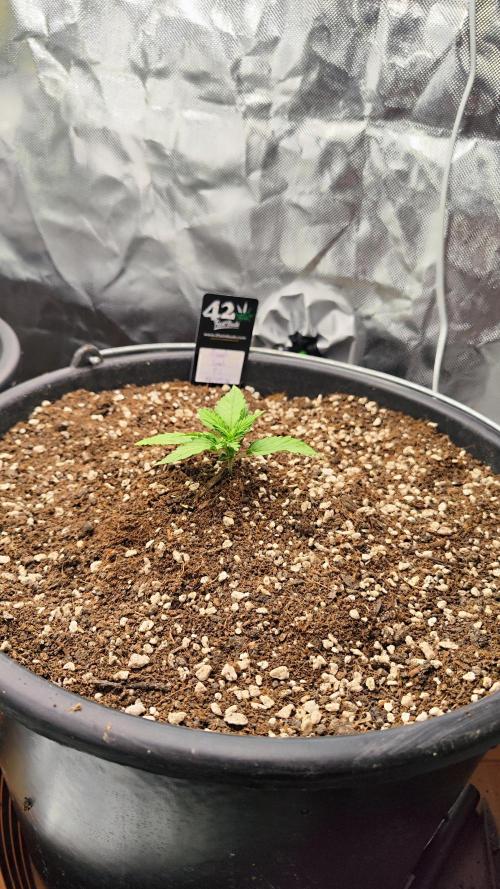 Sweet Seeds PJXL - last seed. Week 2