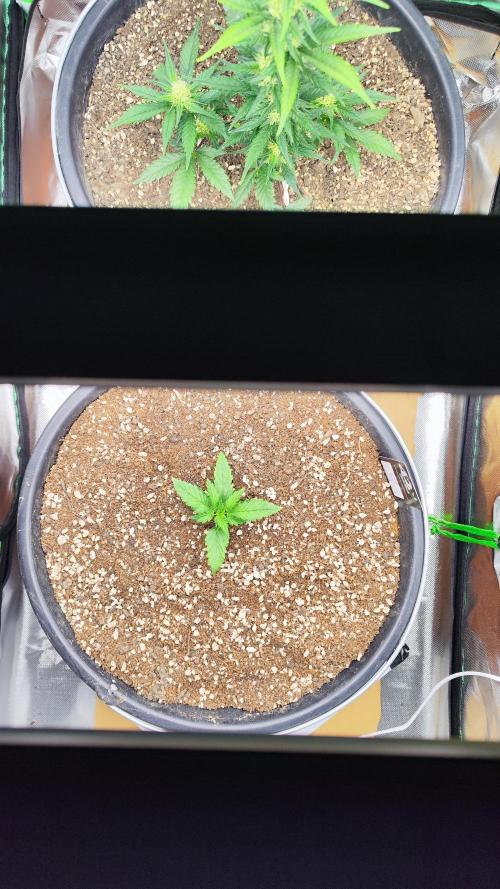 Permanent Jealousy XL Auto. Week 2