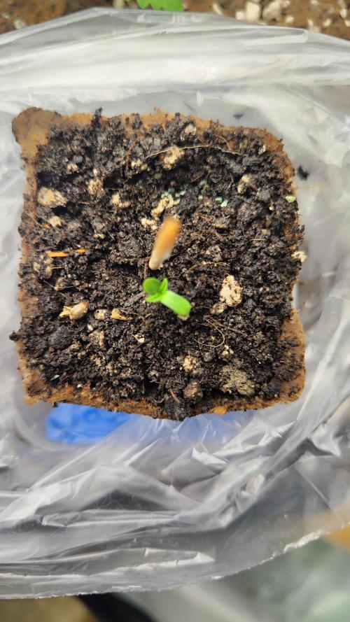 Sensi Seeds Blueberry Candiez. Week 1