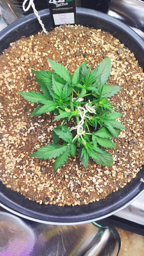 Sweet Seeds PJXL - last seed. Week 3