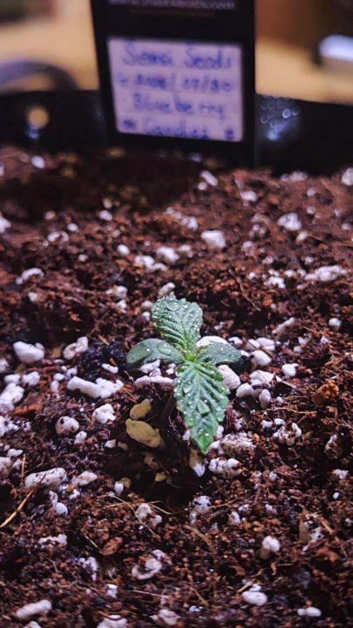 Sensi Seeds Blueberry Candiez. Week 2